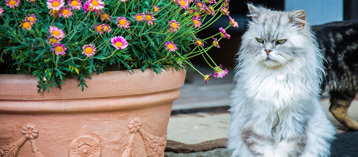 Eine Perser Katze sitzt vor einem Blumentopf draußen Flauschige graue und weiße Katze neben einem großen Terrakotta-Blumentopf mit pinken und gelben Gänseblümchen