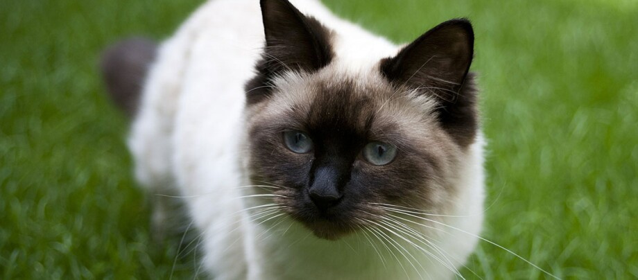 Rassenporträt Ragdoll Katze Nahaufnahme einer Siamkatze mit blauen Augen auf grünem Gras