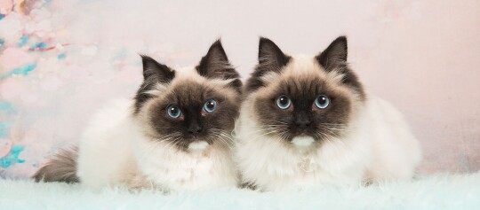 Zwei flauschige Ragdoll-Katzen mit blauen Augen liegen nebeneinander auf einer weichen, hellblauen Oberfläche vor einem pastellfarbenen Hintergrund.