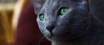 Nahaufnahme einer grauen Katze mit leuchtend grünen Augen und weichem Fell