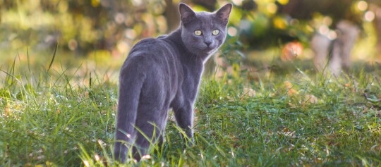 Graue Katze mit gelben Augen steht aufmerksam auf grünem Gras im Freien bei Sonnenlicht