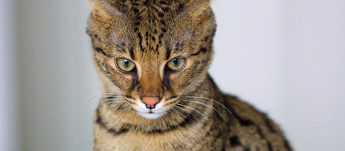 Ratgeber-Rassenportrait-Savannah-nah_1200x527 Nahaufnahme eines Servals mit gelb-schwarzem geflecktem Fell und grünen Augen vor hellem Hintergrund