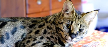 Nahaufnahme einer Savannah-Katze mit geflecktem Fell, die drinnen auf einer bunten Oberfläche liegt.