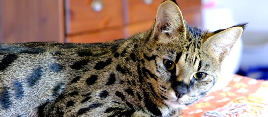 Nahaufnahme einer Savannah-Katze mit geflecktem Fell, die drinnen auf einer bunten Oberfläche liegt.