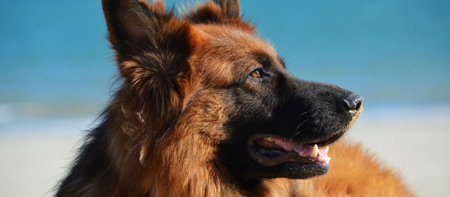 Eine Nahaufnahme eines Schäferhundes Eine Nahaufnahme eines Schäferhundes