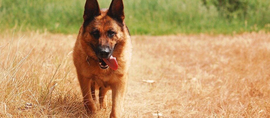 Ein Schäferhund läuft über ein Feld Ein Schäferhund läuft über ein Feld