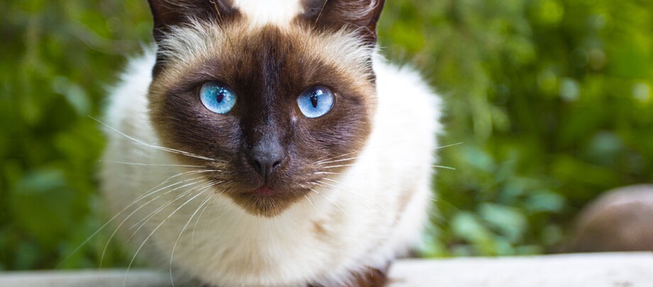 Siamkatze Nahaufnahme einer Siamkatze mit leuchtend blauen Augen und braunem Gesicht vor grünem Hintergrund