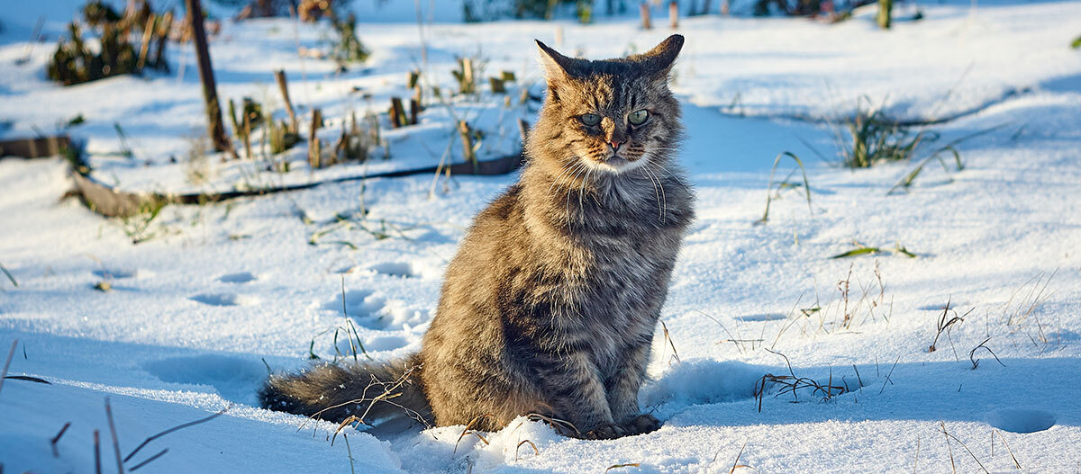 Eine Sibirische Katze sitzt im Schnee Eine Sibirische Katze sitzt im Schnee
