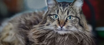 Nahaufnahme einer flauschigen, langhaarigen getigerten Katze mit grünen Augen und markanten Streifen im Gesicht