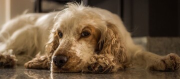 Nahaufnahme eines ruhenden hellen Spaniel-Hundes mit gewelltem Fell auf glänzendem Boden