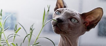 Nahaufnahme einer Sphynx-Katze mit blauen Augen, die an einer grünen Pflanze knabbert, haarlose Katze mit faltiger Haut und großen Ohren.