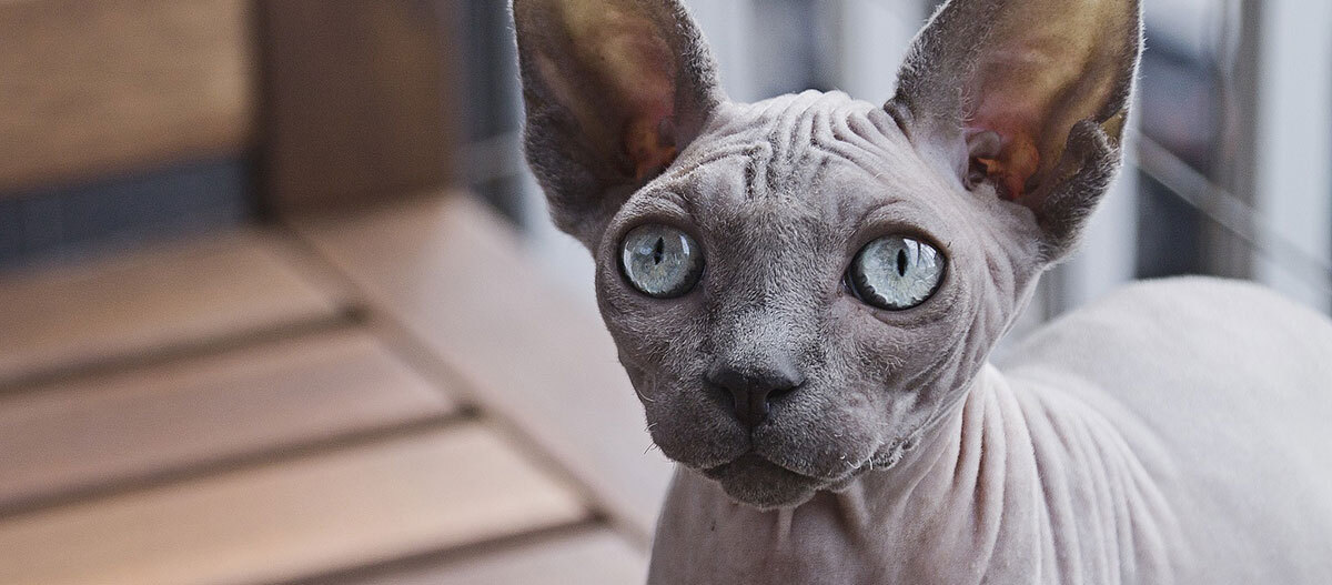 Eine Sphynx-Katze mit blauen Augen Nahaufnahme einer Sphynx-Katze mit blauen Augen und faltiger, haarloser Haut