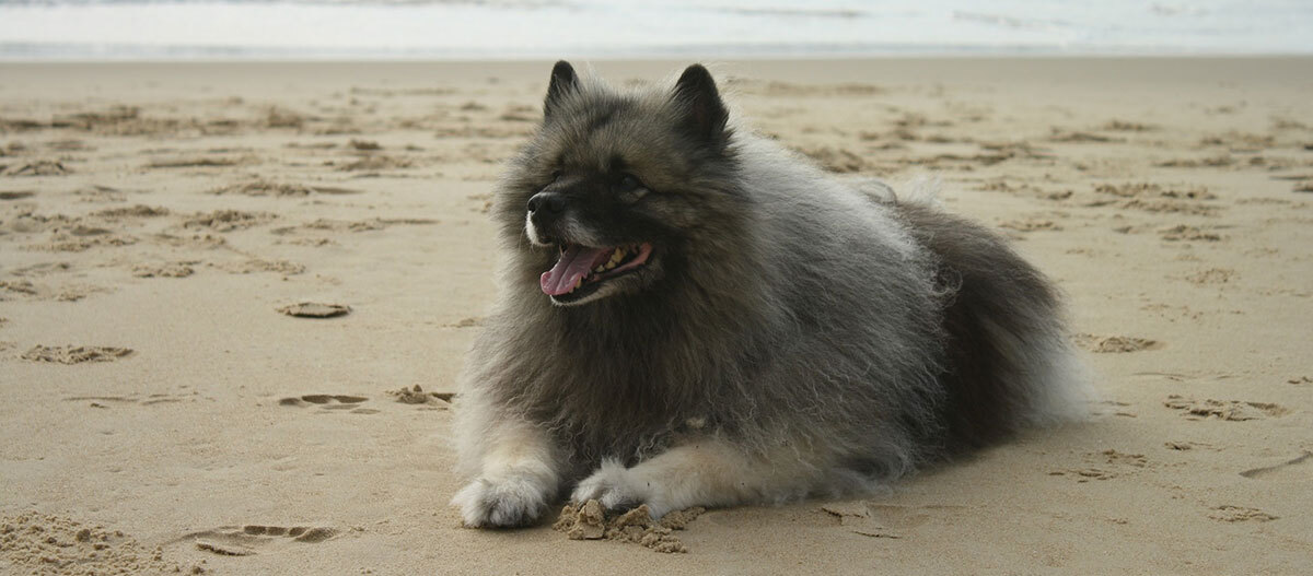 Flauschiger Keeshond liegt entspannt am Sandstrand mit Pfotenabdrücken im Sand