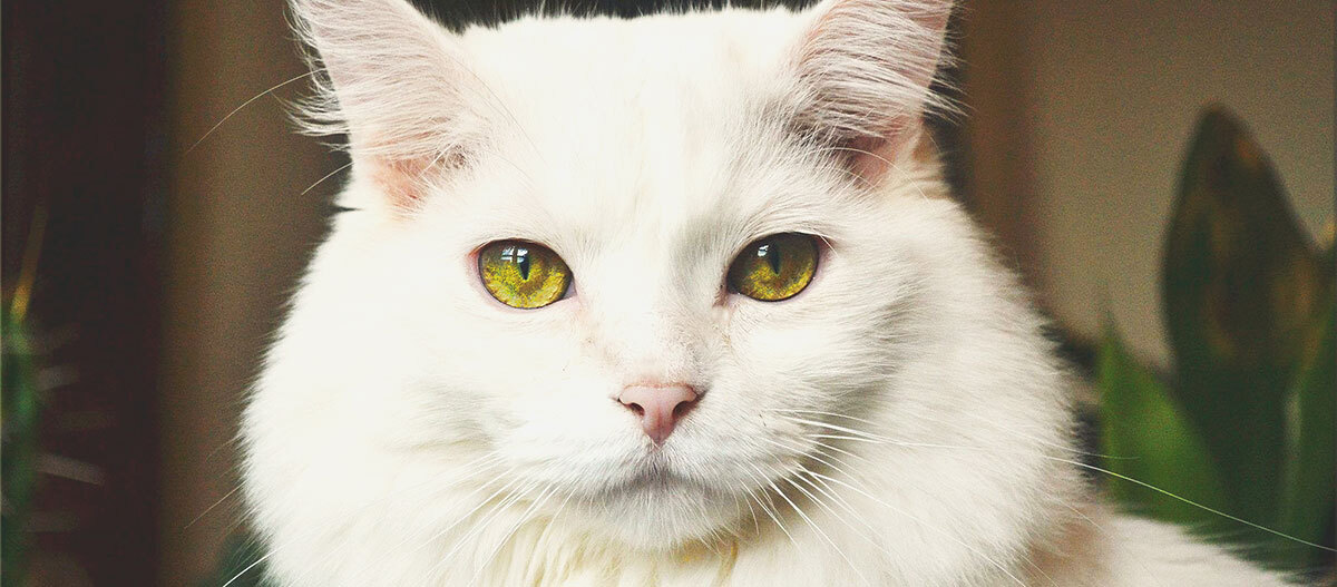 Ratgeber-Rassenportrait-Türkisch-Nah_1200x527 Eine Nahaufnahme einer Türkischen Angora.