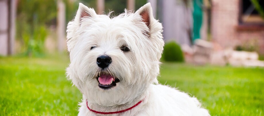 Ratgeber-Rassenportrait-Westie_1200x540 Glücklicher West Highland White Terrier mit weißem Fell sitzt auf grünem Gras im Garten