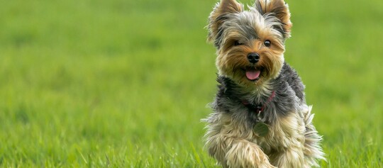 Kleiner Yorkshire Terrier läuft glücklich auf grünem Grasfeld mit rotem Halsband und Anhänger