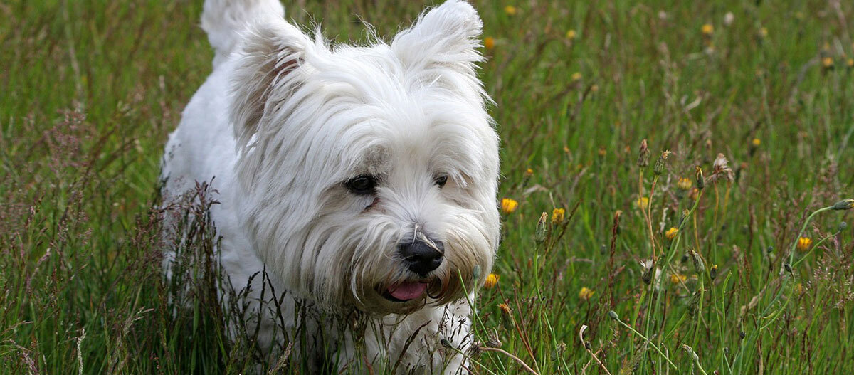 Ratgeber-Rassenportrait-westie-Wiese_1200x540 Ein Westie Hund läuft über eine Wiese.