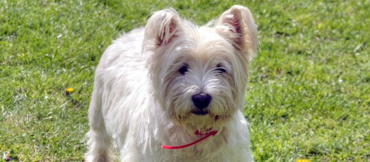 Kleiner weißer Hund mit rotem Halsband steht auf grünem Gras im Freien