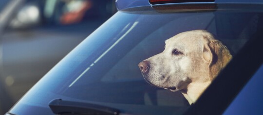 Labrador Retriever Hund sitzt ruhig im Auto und schaut durch die Windschutzscheibe
