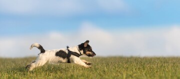 Kleiner Jack Russell Terrier läuft energisch durch grünes Gras unter blauem Himmel