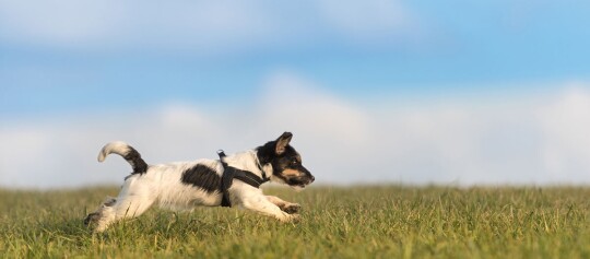Kleiner Jack Russell Terrier läuft energisch durch grünes Gras unter blauem Himmel