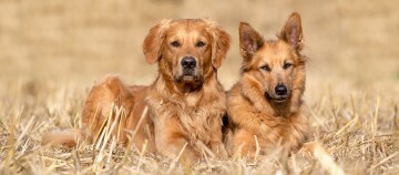 Zwei Hunde, ein Golden Retriever und ein Deutscher Schäferhund-Mix, liegen nebeneinander auf einem trockenen Grasfeld.