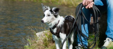 Border-Collie-Hund mit Geschirr und langer Leine am Seeufer neben einer Person in Jeans und Sneakers