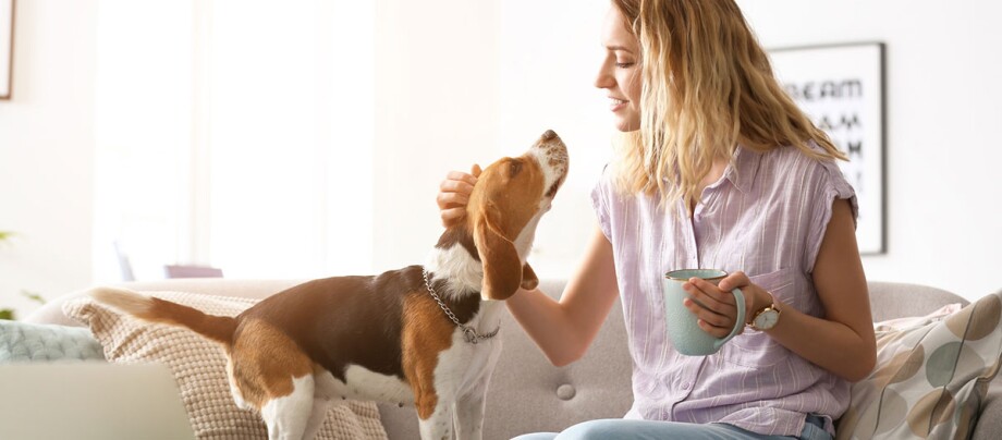 Frau sitzt Kaffee-trinkend auf der Couch und streichelt ihren Beagle Junge Frau streichelt liebevoll ihren Beagle-Hund auf dem Sofa und hält eine Tasse Kaffee in der Hand