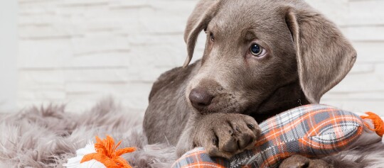 Niedlicher grauer Labrador-Welpe liegt auf einem flauschigen Teppich und hält ein kariertes Spielzeug mit orangen Akzenten.