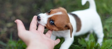 Kleiner verspielter Welpe beißt sanft in den Finger einer Person im Gras