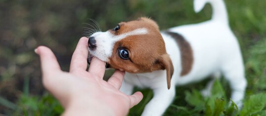 Kleiner verspielter Welpe beißt sanft in den Finger einer Person im Gras