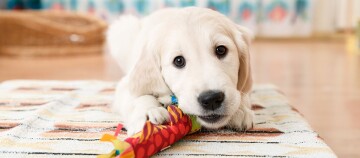 Niedlicher Golden Retriever Welpe liegt auf einem Teppich und spielt mit einem bunten Spielzeug im Wohnzimmer.