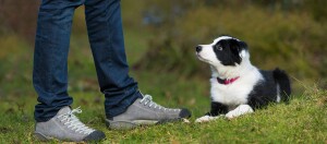 Border Collie Welpe liegt auf dem Gras und schaut aufmerksam auf eine Person mit Jeans und grauen Schuhen im Freien