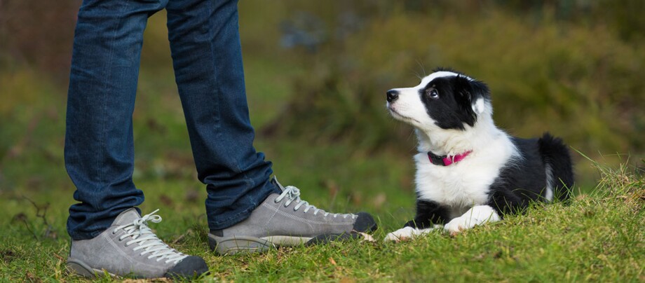 Border Collie Welpe liegt auf dem Gras und schaut aufmerksam auf eine Person mit Jeans und grauen Schuhen im Freien