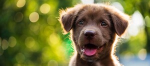 Niedlicher brauner Welpe mit offenem Mund und leuchtenden Augen vor unscharfem grün-gelbem Hintergrund