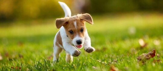 Lebhafter Jack Russell Terrier Welpe rennt fröhlich auf grünem Gras im Freien