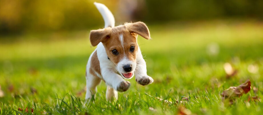 Lebhafter Jack Russell Terrier Welpe rennt fröhlich auf grünem Gras im Freien