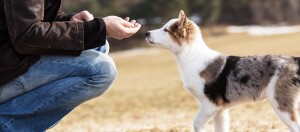 Mensch füttert aufmerksam einen jungen Border-Collie-Hund im Freien auf einer Wiese