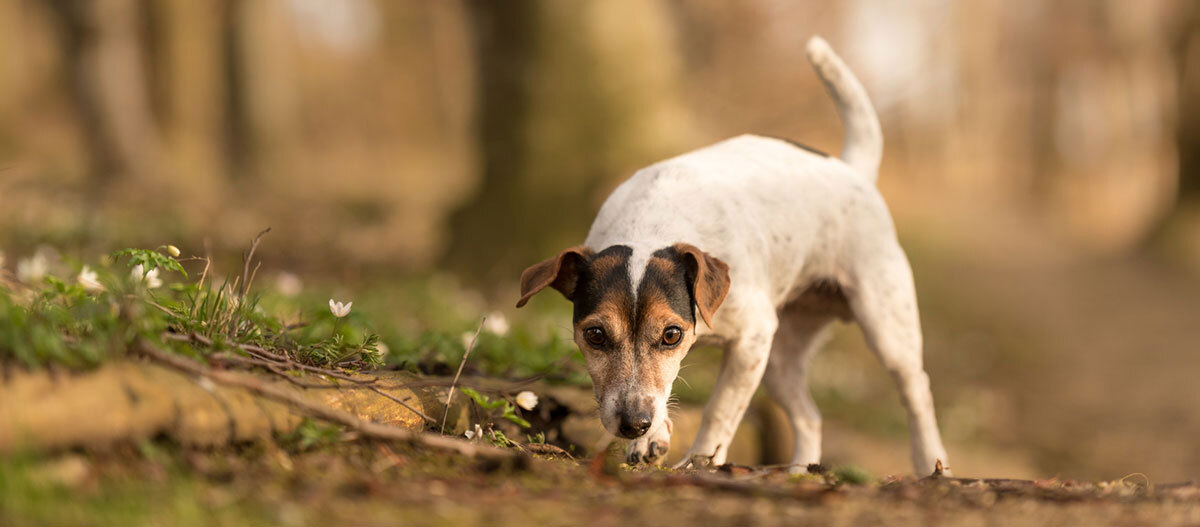 Ratgeber-spazieren-im-Wald_1200×527 Kleiner Jack Russell Terrier schnüffelt auf einem bewaldeten Boden mit Gras und kleinen Blumen im warmen Sonnenlicht.