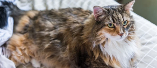 Flauschige Langhaarkatze mit grünen Augen liegt entspannt auf kariertem Stoff