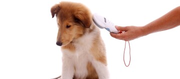 Junger Hund wird mit einem Mikrochip-Scanner zur Identifikation gescannt, Nahaufnahme