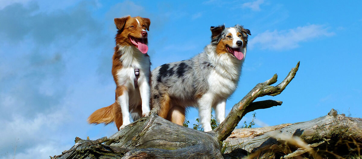 Zwei Australian Shepherd Hunde stehen auf einem Baumstamm Zwei Australian Shepherd Hunde stehen auf einem großen Baumstamm unter blauem Himmel