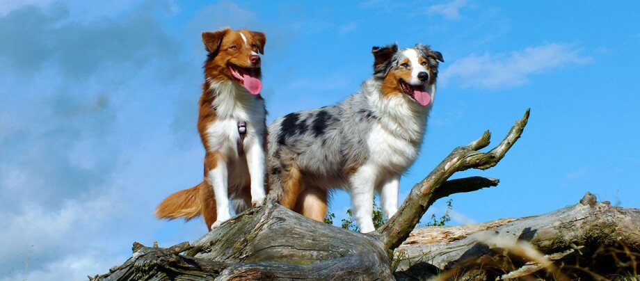 Zwei Australian Shepherd Hunde stehen auf einem Baumstamm Zwei Australian Shepherd Hunde stehen auf einem großen Baumstamm unter blauem Himmel