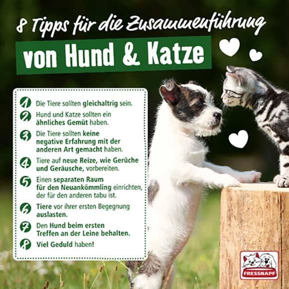 Hund und Katze treffen sich zum ersten Mal – 8 Tipps zur erfolgreichen Zusammenführung von Hund und Katze mit Geduld, Vorbereitung und Rücksicht.