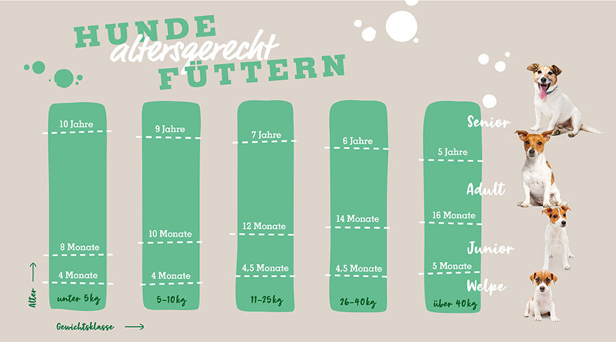 ArtgerechtFuttern-900x500 Infografik zur altersgerechten Fütterung von Hunden nach Gewichtsklassen und Lebensphasen Welpe, Junior, Adult, Senior