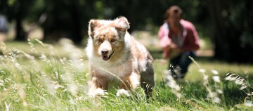 Glücklicher braun-weißer Hund rennt durch grünes Gras in einem sonnigen Park, während eine Person im Hintergrund ihn ruft.