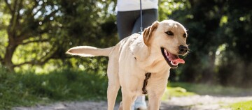 Glücklicher gelber Labrador Retriever beim Spaziergang an der Leine im sonnigen Wald