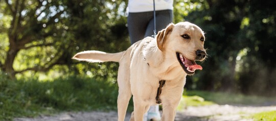 Glücklicher gelber Labrador Retriever beim Spaziergang an der Leine im sonnigen Wald