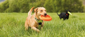 Fröhlicher brauner Hund mit orangefarbenem Frisbee im Maul läuft durch grünes Gras, schwarzer Hund spielt im Hintergrund