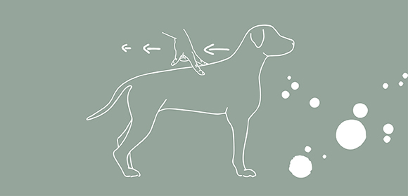 Illustration einer Hundemassage mit einer Hand, die den Rücken des stehenden Hundes nach hinten massiert